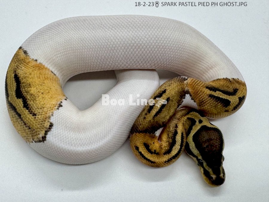 SPARK PASTEL PIED PH GHOST